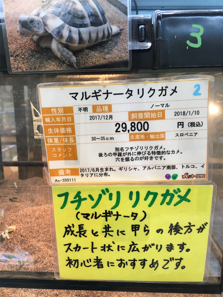 f:id:nyoraikun:20191017131811j:image