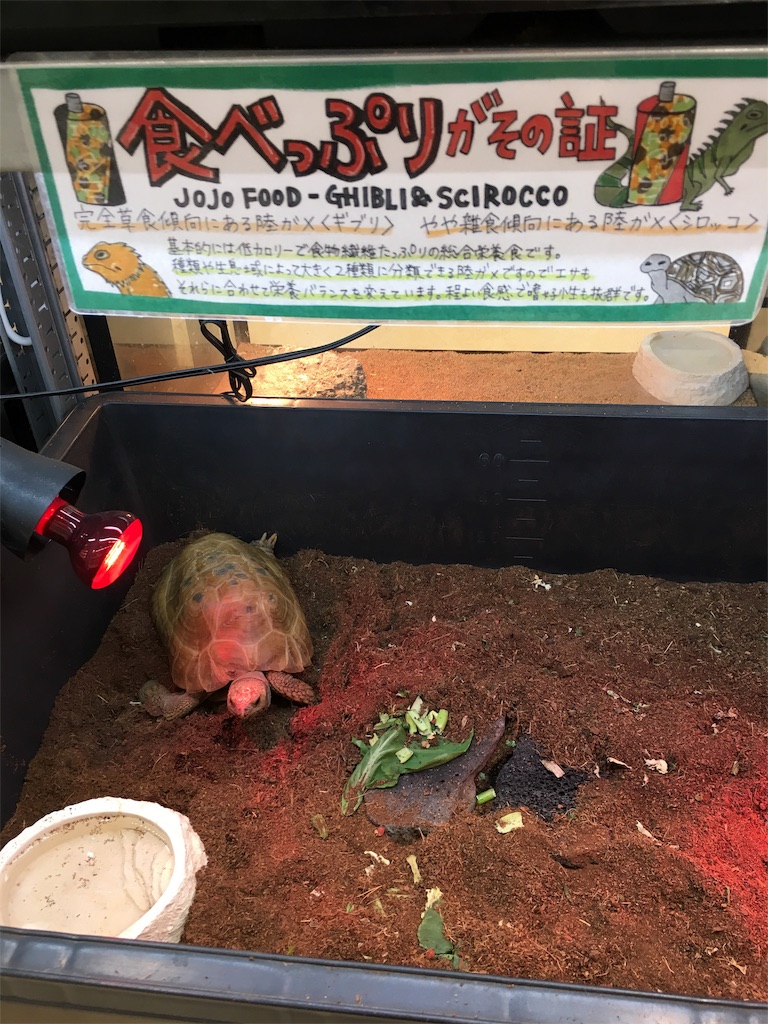 f:id:nyoraikun:20191017131816j:image