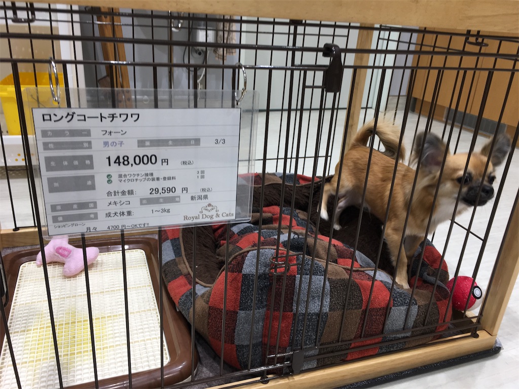 f:id:nyoraikun:20191017131822j:image
