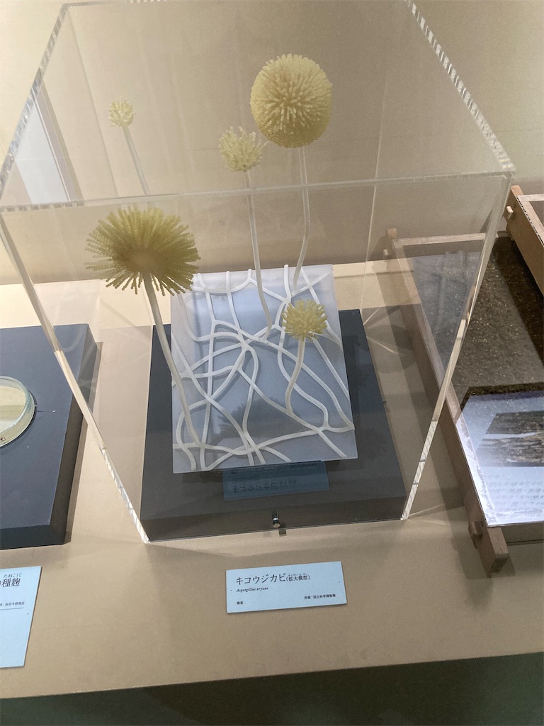 f:id:nyoraikun:20231110101029j:image f:id:nyoraikun:20231110101029j:image